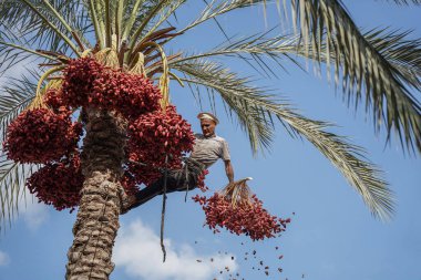 Gazze Belediyesi, Gazze 'de hasat mevsiminin açılışını yapıyor. 9 Ekim 2022, Gazze, Filistin: Gazze belediyesi, Gazze Şeridi 'nin güneyindeki Deir el-Balah şehrinde hasat mevsimi başladı