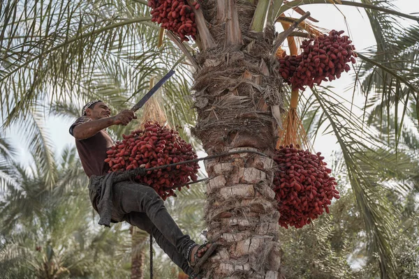 ガザ自治体は ガザでの収穫期を開始しました 2022年10月9日 パレスチナ ガザ自治体 南ガザのディール バラ市で収穫時期を開始 — ストック写真