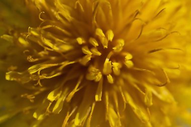 Sarı karahindiba çiçeği. Yaklaş.