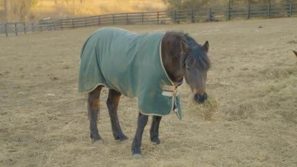 穿着特殊蓝色斗篷的棕色冷冰冰的大马在农场的硬地上吃着干草. — 图库视频影像