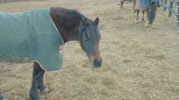 Groot bruin koud paard in een speciale blauwe kaap tegen regen eet hooi op boerderij op harde grond in paddock. — Stockvideo
