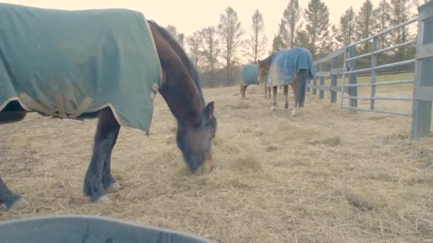 Big brown cold horse in a special blue cape against rain is eating hay at farm on hard ground in paddock. — Stock Video