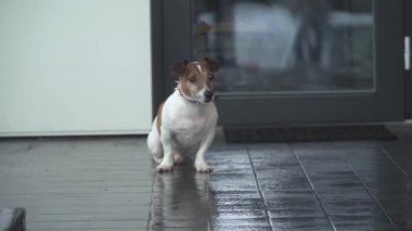 Jack Russell terrier köpeği bir fayansa oturur ve dükkanın yanındaki sahibini bekler.