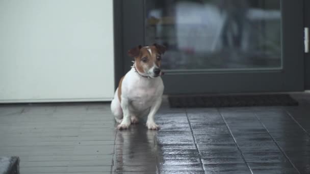 Jack Russell terrier hund sidder på en flise og venter på ejeren ved siden af butikken – Stock-video