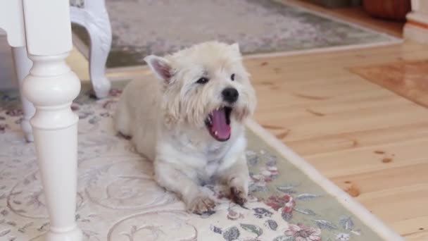 Close-up carino e sonnolento West Highland bianco terrier sbadigliando arricciacapelli a letto — Video Stock