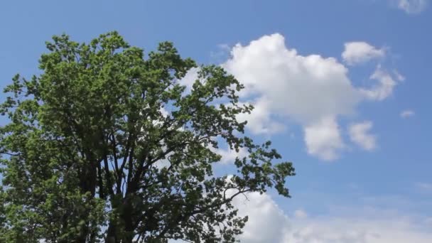 Самотнє дубове дерево влітку . — стокове відео