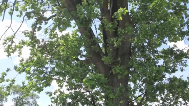 Vista dal basso verso l'alto di una massiccia quercia vecchia con una lussureggiante corona verde. — Video Stock