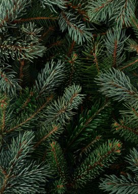 Taze yeşil köknar dallarından yapılmış yaratıcı doğa düzeni. Noel düzleştirme kavramı.