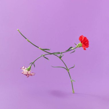 İki renkli karanfil çiçeği parlak mor arka planda. Minimal bahar sürreal çiçek kompozisyonu. Yaratıcı doğa kavramı.