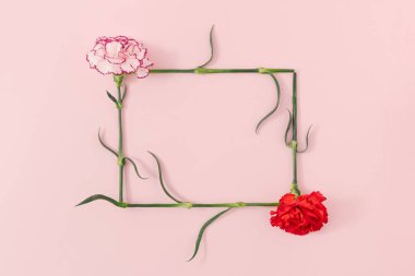 Dikdörtgen şekilli çerçeve, iki taze doğal karanfil çiçeğinden yapılmış, pastel pembe arka planda. Minimum ilkbahar çiçek sınırı. Çiçek açma fikri. Kopyalama alanı olan düz.
