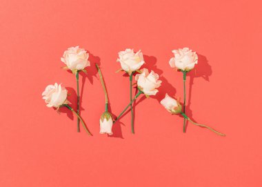 Beyaz gül çiçekleriyle yapılmış yaratıcı bir çiçek aranjmanı. Parlak kırmızı arka planda güneşli gün gölgeleri var. Minimum bahar ya da yaz doğa konsepti. Düz yatıyordu.