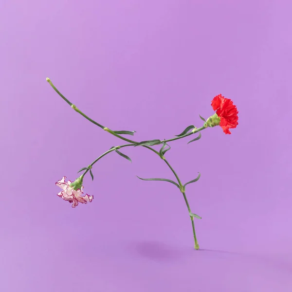 Deux Fleurs Oeillet Fleurs Colorées Sur Fond Violet Vif Composition — Photo
