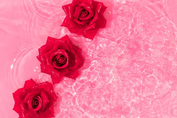 Tres Vibrantes Flores Rosas Rojas Agua Rosa Brillante Fondo Naturaleza — Foto de Stock