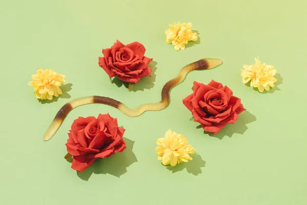 Serpiente Caramelo Flores Florecientes Colores Con Sombras Sol Sobre Fondo — Foto de Stock