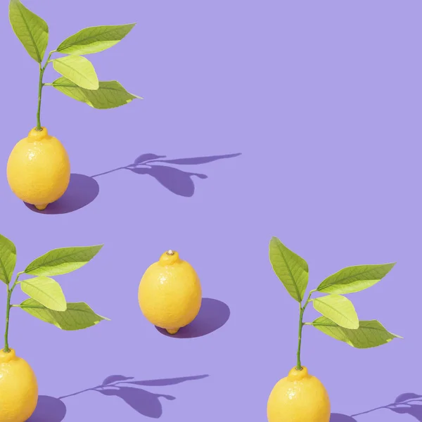 Bright colors citrus fruits composition made with yellow lemons with leaf branches and sunny day shadows. Trendy purple background. Minimal healthy food concept. Natural vitamins for all seasons idea.