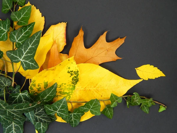 Siyah arka planda yaprakları ve sarmaşığı olan sonbahar arkaplanı. Sonbahar yapraklarından kompozisyon.