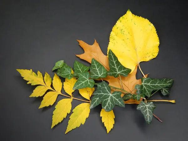Siyah arka planda yaprakları ve sarmaşığı olan sonbahar arkaplanı. Sonbahar yapraklarından kompozisyon.