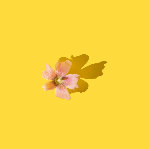 Single pink flower with shadow on a yellow background.