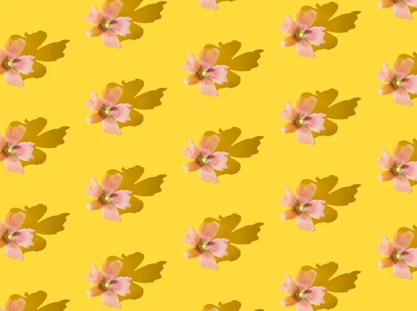 Pink flowers with shadow on a yellow background. Pattern.