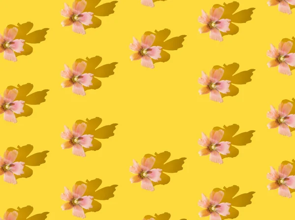 Pink flowers with shadow on a yellow background. Pattern. Copy space.