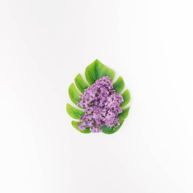 Bir filodendronun yeşil yapraklı leylağı. Beyaz arka plan. Basit bir kavram..