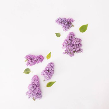 Beyaz kağıt üzerinde yeşil yapraklı leylak..