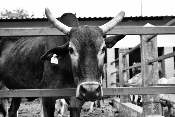 Закрыть Голову Коровы Ушной Меткой Рогами Застрявшей Заборе Стоковое Фото