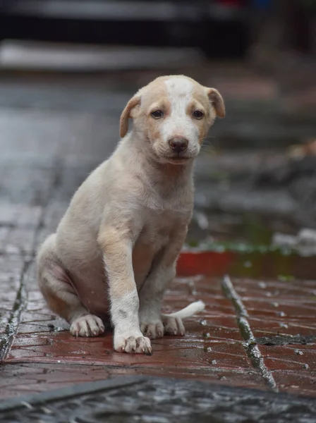 Dakloze Indiase Verdwaalde Puppy Zittend Uitgehongerd Tijdens Regenseizoen — Stockfoto