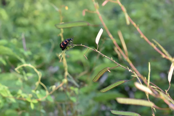 Escarabajo Cerdas Anaranjadas Sentado Tallo Las Tiras Anaranjadas Cuerpo Negro —  Fotos de Stock