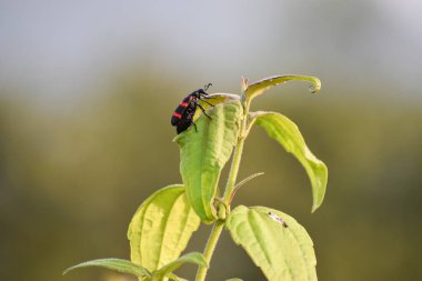 Turuncu tüylü böcek yeşil yaprakların üzerinde oturuyor.