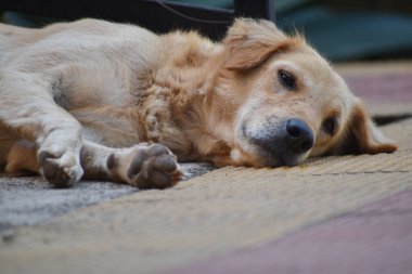 Golden Retriever köpeği yerde uyuyor ve dinleniyor. .