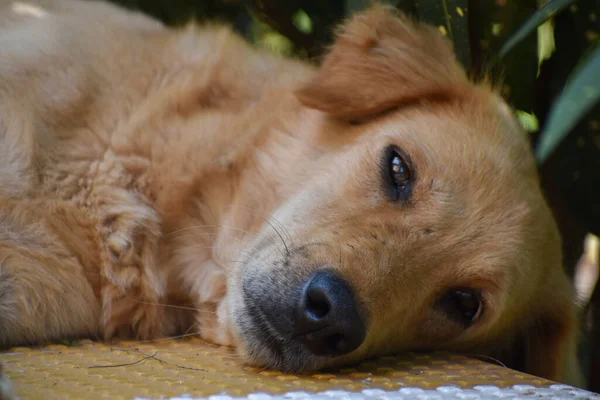 Dog Lying Ground Sad Face Missing His Owner — Stockfoto