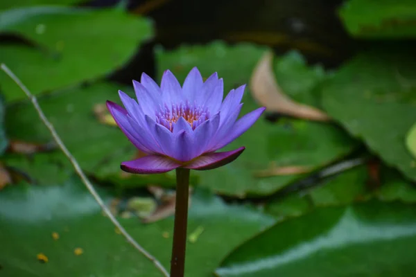 Gölette Yeşil Yapraklı Saplı Mavi Nilüfer Çiçeği — Stok fotoğraf