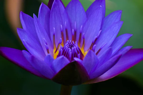蓝色莲花的特写 埃及梦之花 — 图库照片