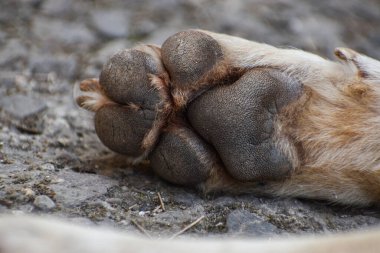 Gündüz vakti, arkadaki kirli köpek patisinin altına yakından bak.