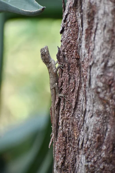 Hindistan bukalemunu (bukalemo zeylanicus) ağaca tırmanıyor