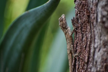Kahverengi Hint bukalemununun (bukalemo zeylanicus) ağaca tırmanırken yakın plan çekimi.