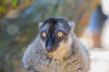 Madagaskar siyah ve kahverengi lemurları bir ağaca yakın çekim yapar.