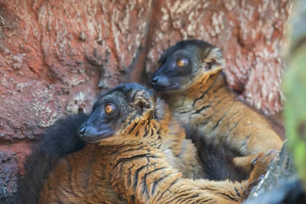 Madagaskar siyah ve kahverengi lemurları bir ağaca yakın çekim yapar.