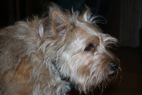 Close Retrato Cão Melhor Amigo Homem Bonito Terrier Pequeno Pêlo — Fotografia de Stock