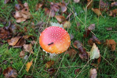 Bir peri masalı mantarı Amanita muscaria kırmızısı. Sonbaharda Norfolk 'ta bir doğa koruma alanında beyaz benekler yetişiyor. Doğu Anglia uk düzlüğü, ağaçların altında kurumuş yapraklarla yeşil çimlerin üzerinde uzanıyordu.