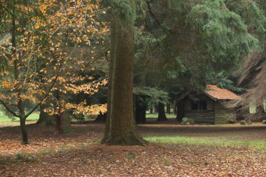 Norfolk, Doğu Anglia 'da güzel bir sonbahar ormanı manzarası. Ağaçların altında ahşap kulübe ve devrilmiş yaprakların yer örtüsü. Turuncu yeşil kahverengi ışık, orman tepe örtüsünün altına gölge düşürüyor.