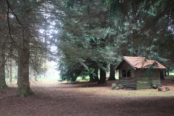 Norfolk, Doğu Anglia 'da güzel bir sonbahar ormanı manzarası. Ağaçların altında ahşap kulübe ve devrilmiş yaprakların yer örtüsü. Turuncu yeşil kahverengi ışık, orman tepe örtüsünün altına gölge düşürüyor. 