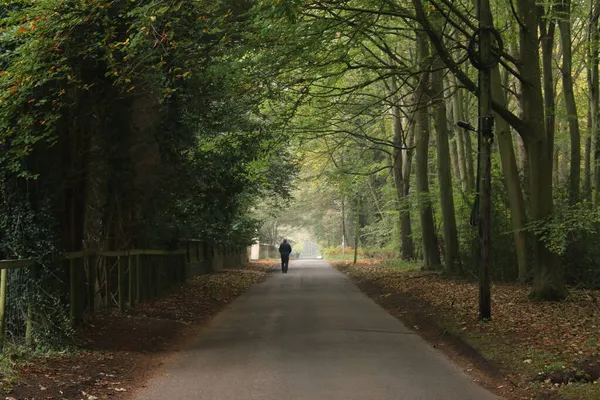 Ormanda sonbaharda yürüyen bir adam, asfalt bir yol boyunca ağaçlık alanda yürüyor. Ağaçların her iki tarafında da ağaçlar var. Thetford Doğu Anglia Norfolk 'ta gün ışığıyla parlayan gölgeler var.