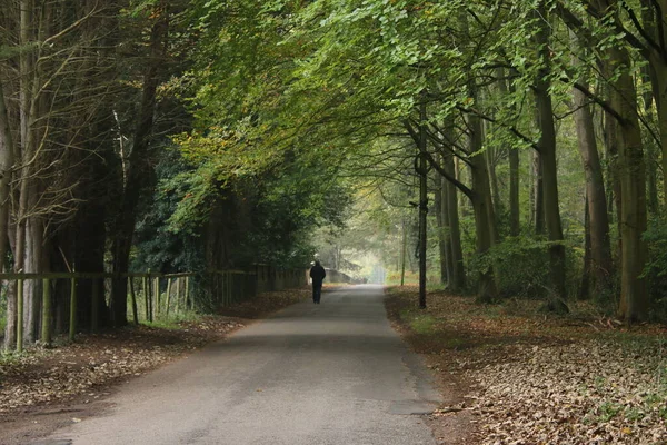 Ormanda sonbaharda yürüyen bir adam, asfalt bir yol boyunca ağaçlık alanda yürüyor. Ağaçların her iki tarafında da ağaçlar var. Thetford Doğu Anglia Norfolk 'ta gün ışığıyla parlayan gölgeler var.