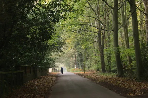Ormanda sonbaharda yürüyen bir adam, asfalt bir yol boyunca ağaçlık alanda yürüyor. Ağaçların her iki tarafında da ağaçlar var. Thetford Doğu Anglia Norfolk 'ta gün ışığıyla parlayan gölgeler var.