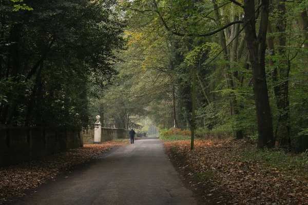 Человек Идущий Лесному Ландшафту Осенью Асфальтированной Дороге Сельской Местности Лесами — стоковое фото