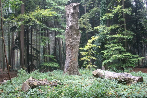 Waldlandschaft Herbst Mit Immergrünen Und Saisonalen Bäumen Zeigt Waldboden Mit — Stockfoto