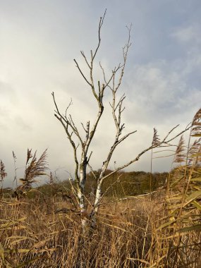 Sonbaharda güzel, çıplak huş ağaçlarının manzarası vahşi sazlık bitkileri ve doğada bulutlu gri gökyüzü Hickling Norfolk Doğu Anglia soğuk havada alçak çekim
