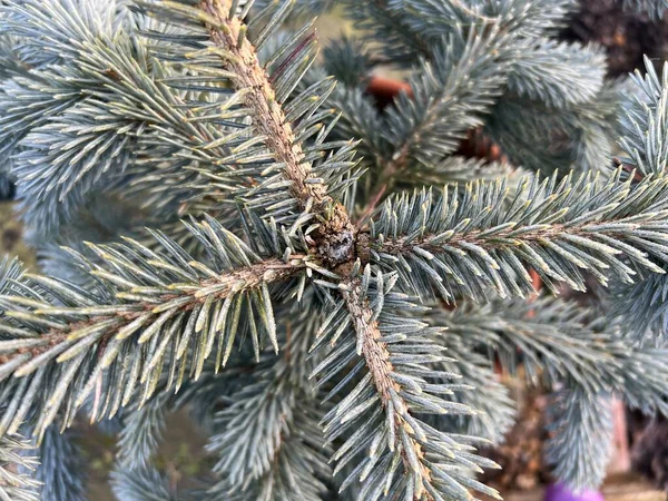 Christmas Pine Fir Tree Branches Wood Stem Green Spine Conifer — Fotografia de Stock